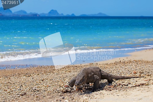 Image of Komodo Dragon