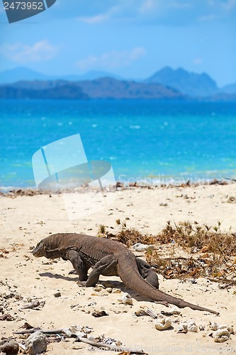 Image of Komodo Dragon