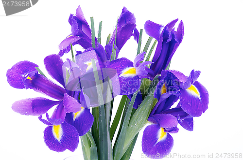 Image of Iris Bunch