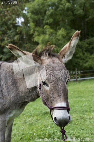 Image of head of single brown donkey outdoors