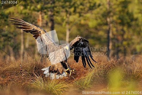 Image of White-tailed eagle landing