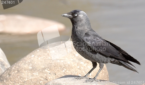 Image of Jackdaw