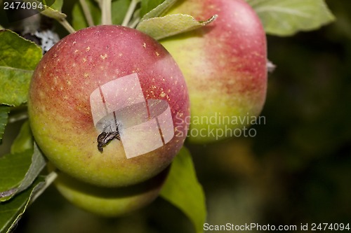 Image of apples