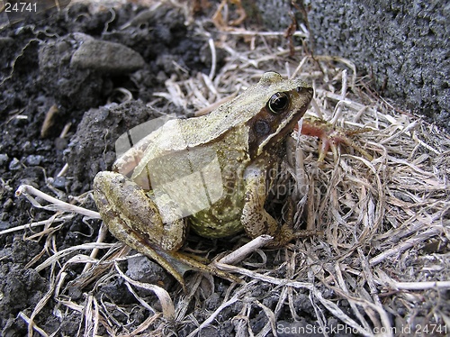 Image of Frog 2