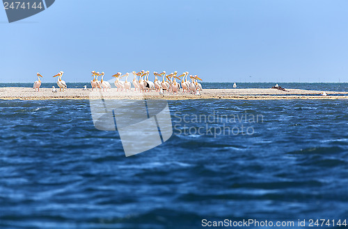 Image of pink pelicans