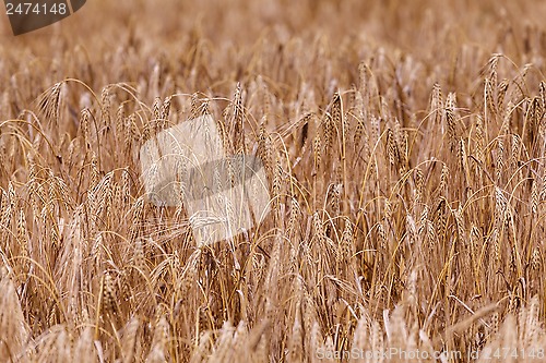 Image of Ears of ripe wheat