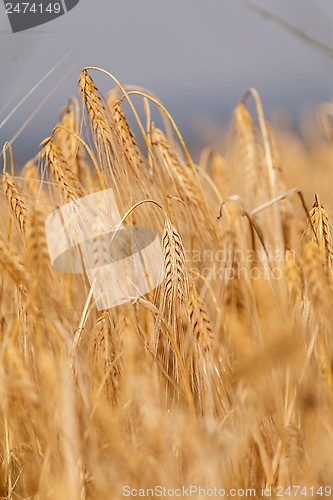Image of Ears of ripe wheat