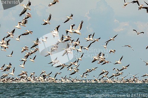 Image of flock of pink pelicans