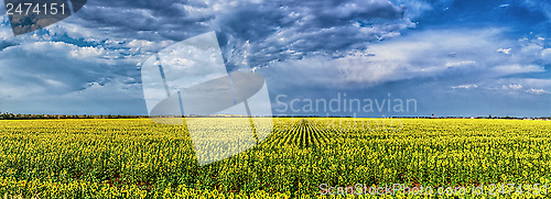 Image of field of sunflowers