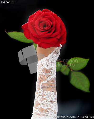 Image of red roses