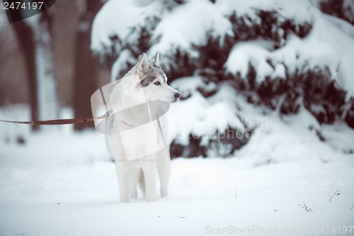 Image of siberian husky