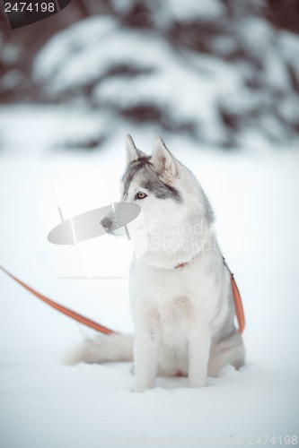 Image of siberian husky