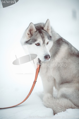 Image of siberian husky