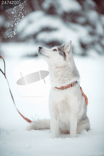 Image of siberian husky