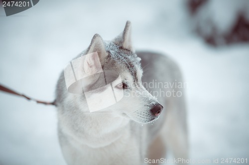 Image of siberian husky