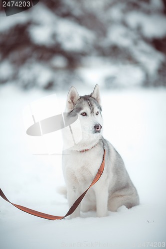 Image of siberian husky