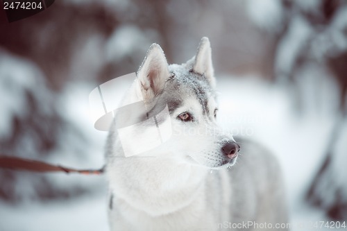 Image of siberian husky