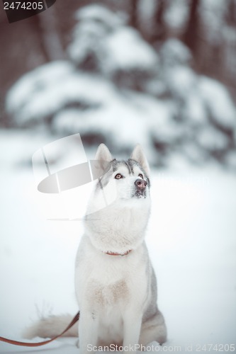 Image of siberian husky