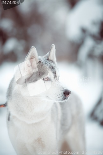 Image of siberian husky