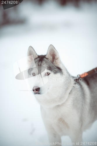 Image of siberian husky