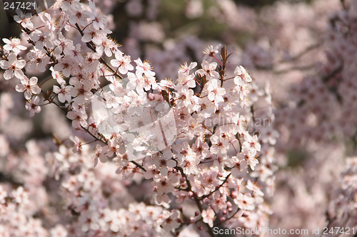 Image of Apple flowers