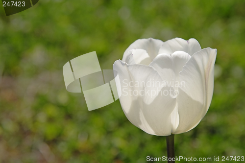 Image of White tulip