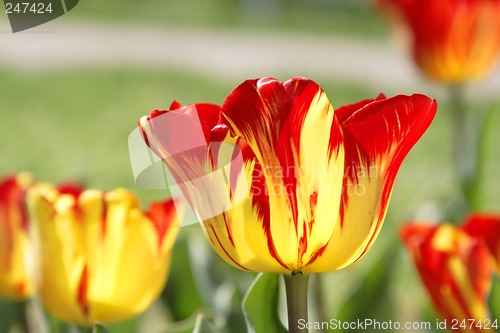 Image of Tulips field