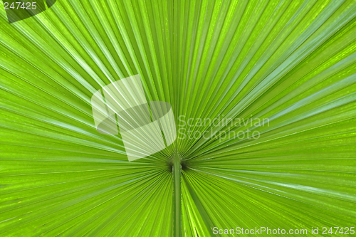 Image of Palm leaf abstract