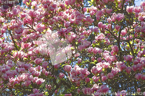 Image of Magnolia tree background