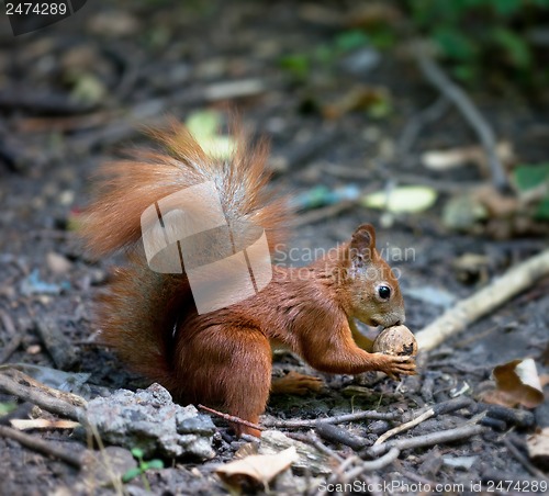 Image of Red squirrel with walnut in autumn forest