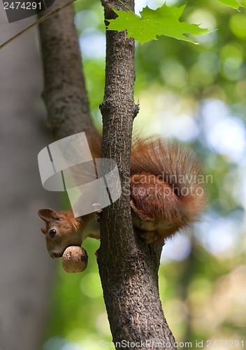 Image of Red squirrel on tree with walnut in mouth, looking down