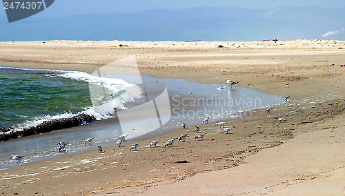 Image of Beach Birds