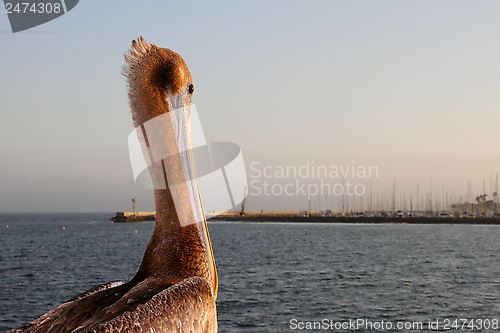 Image of California Pelican