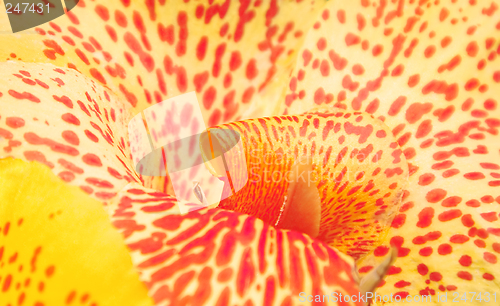 Image of Orchid abstract