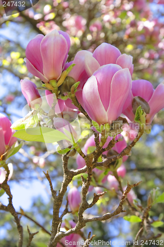 Image of Magnolia