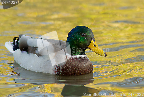 Image of Mallard