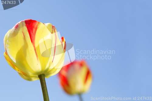 Image of Tulips and sky