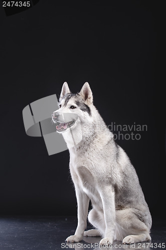 Image of siberian husky