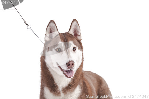 Image of siberian husky