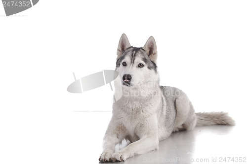 Image of siberian husky