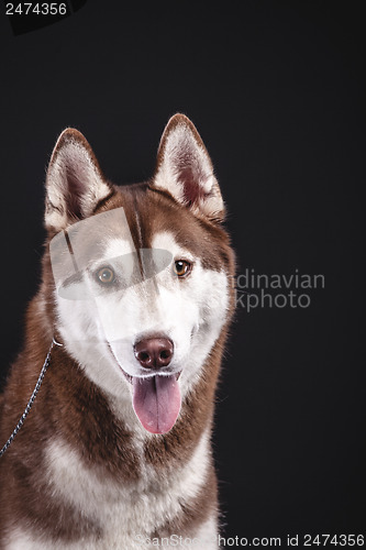 Image of siberian husky