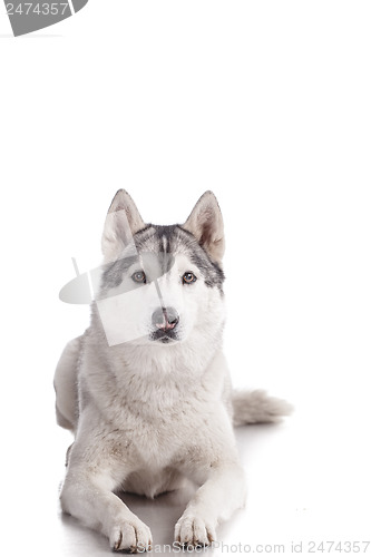 Image of siberian husky