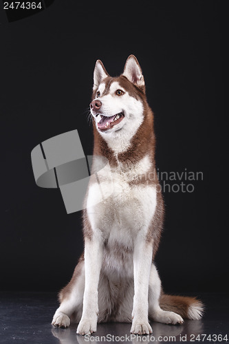 Image of siberian husky