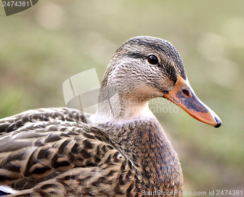 Image of Portrait of Gadwall