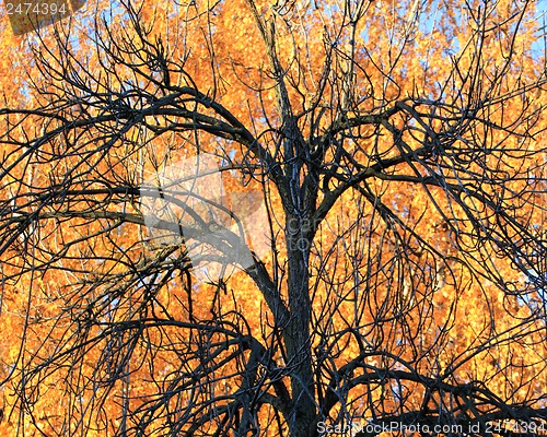 Image of Tree on a background of yellow foliage