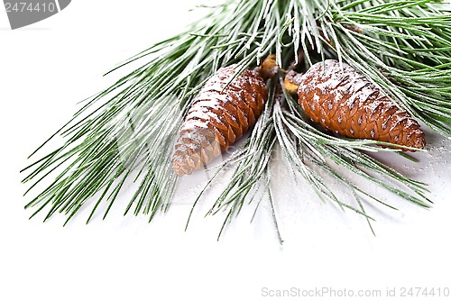 Image of fir tree branch with pinecones 