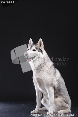 Image of siberian husky