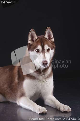 Image of siberian husky