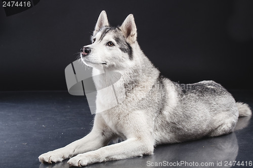 Image of siberian husky