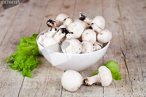 Image of  fresh champignons with parsley